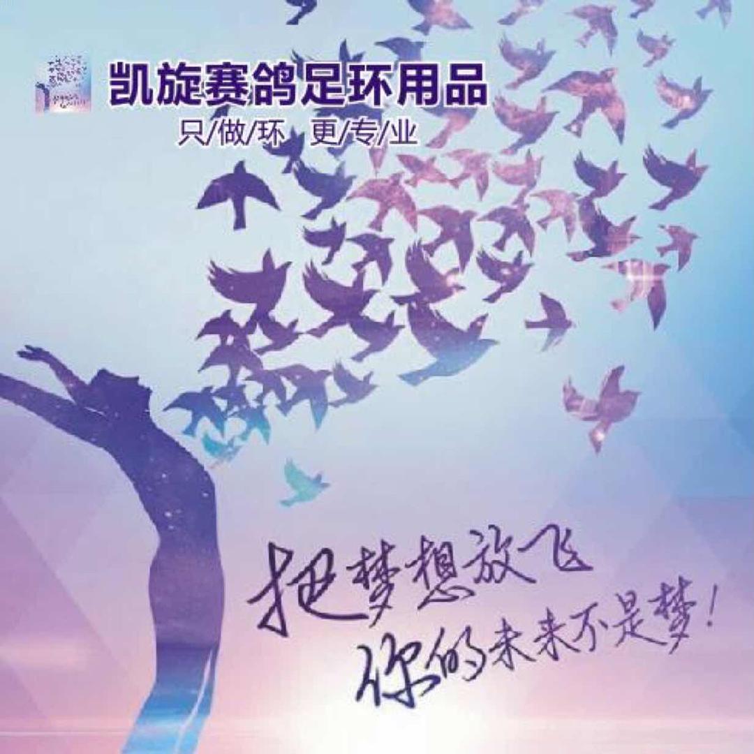 凯旋赛鸽资讯