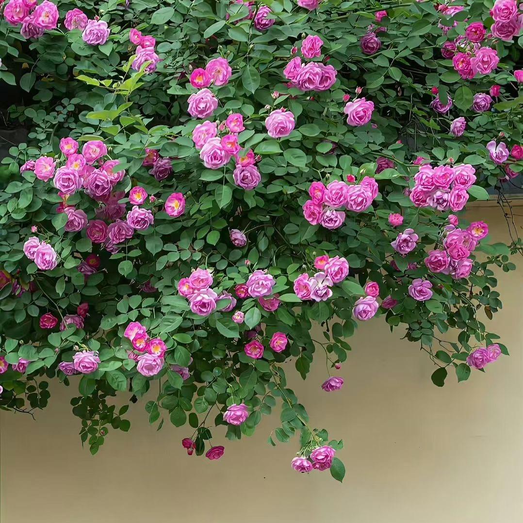 醉倾城🌿🌿🌸🌸