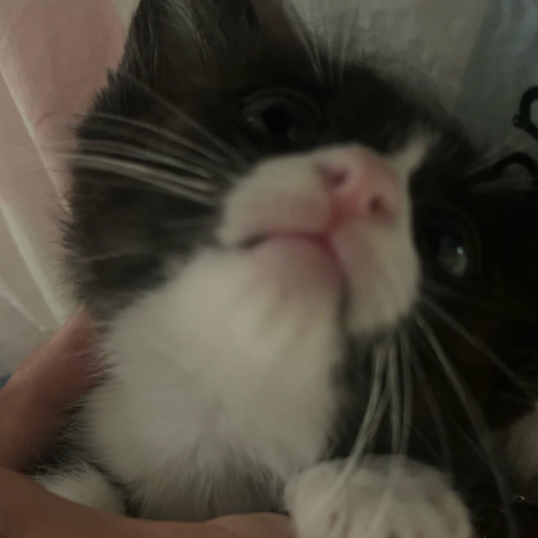 麻鱼ᵀ.