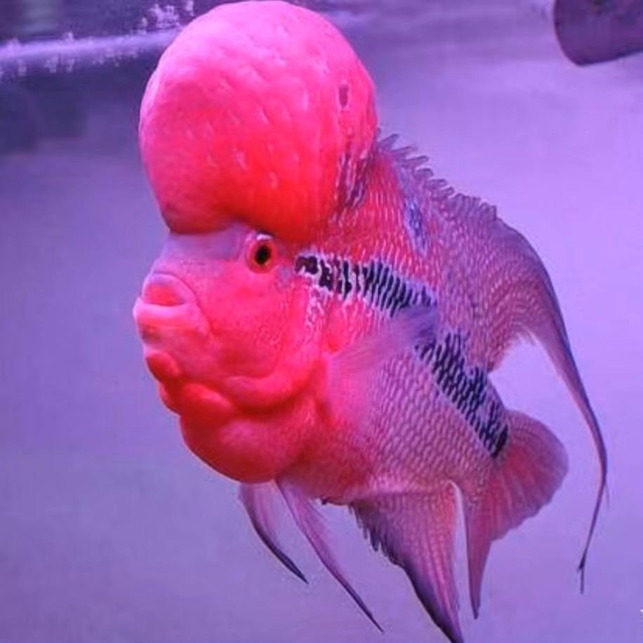 水生财精品观赏鱼