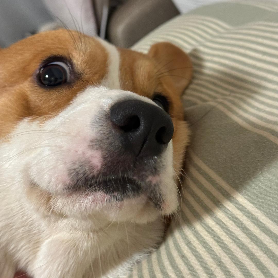 减脂的咩咩咩