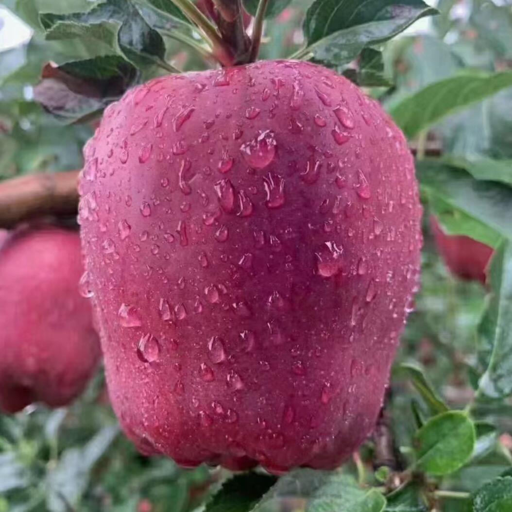 天水小赵苹果🍎