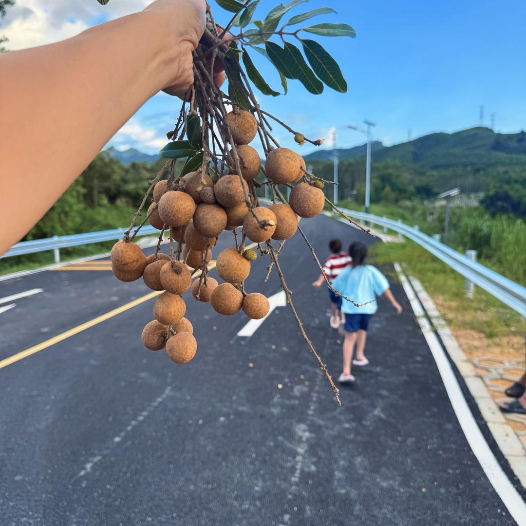 糯米（勿连赞）