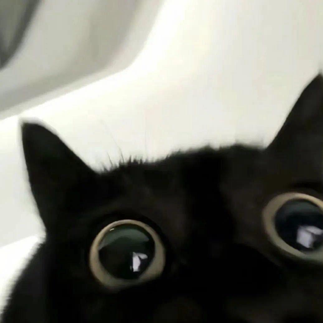 董倪