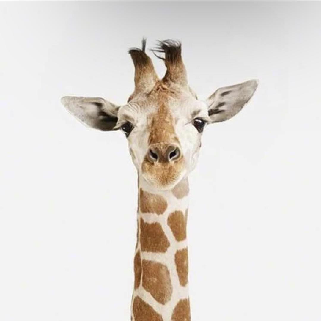 ｀   刺猬的优雅.