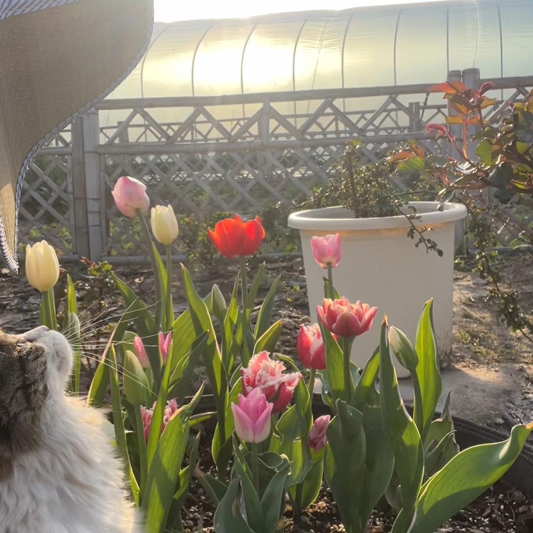 老张和猫咪的花菜园