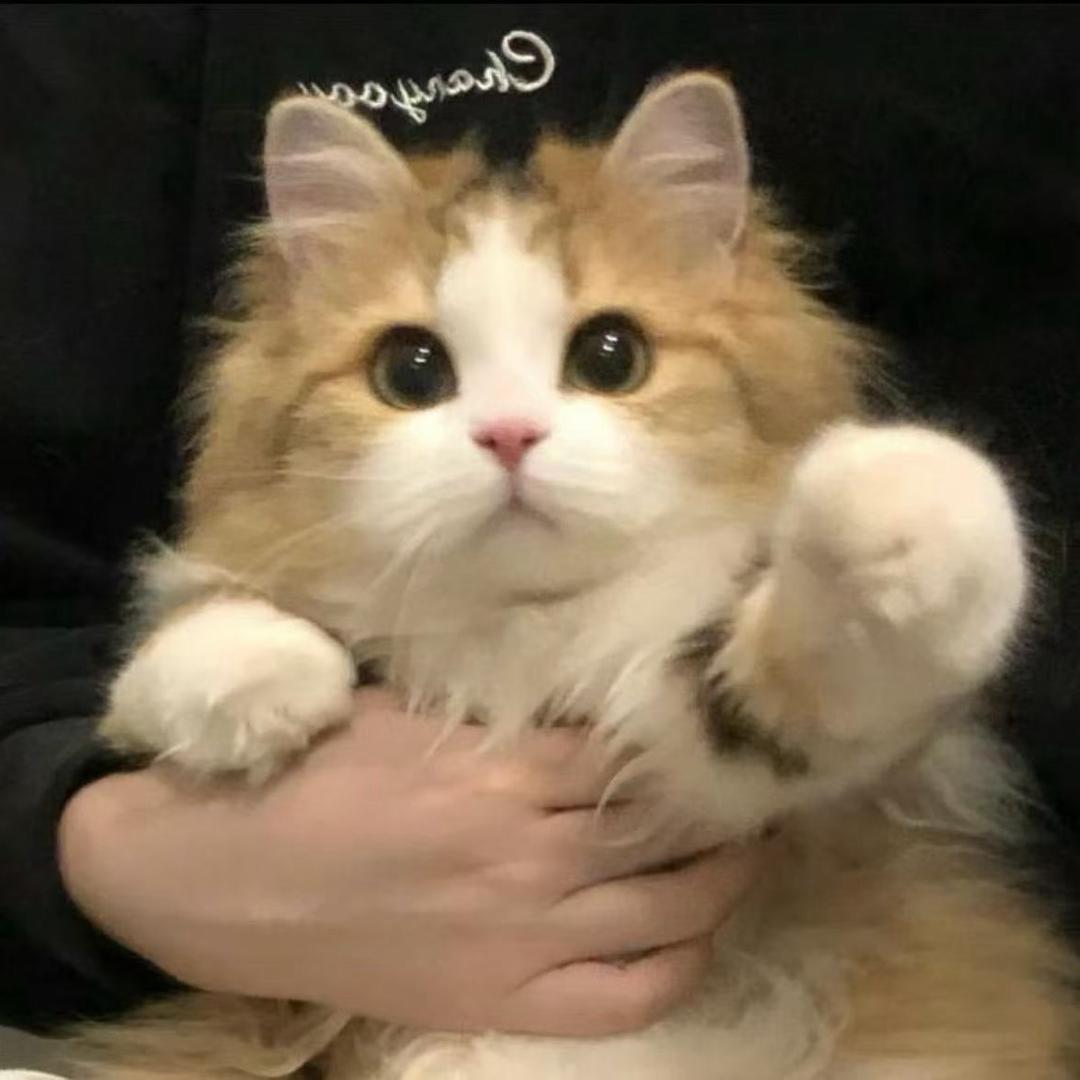 赵大宝