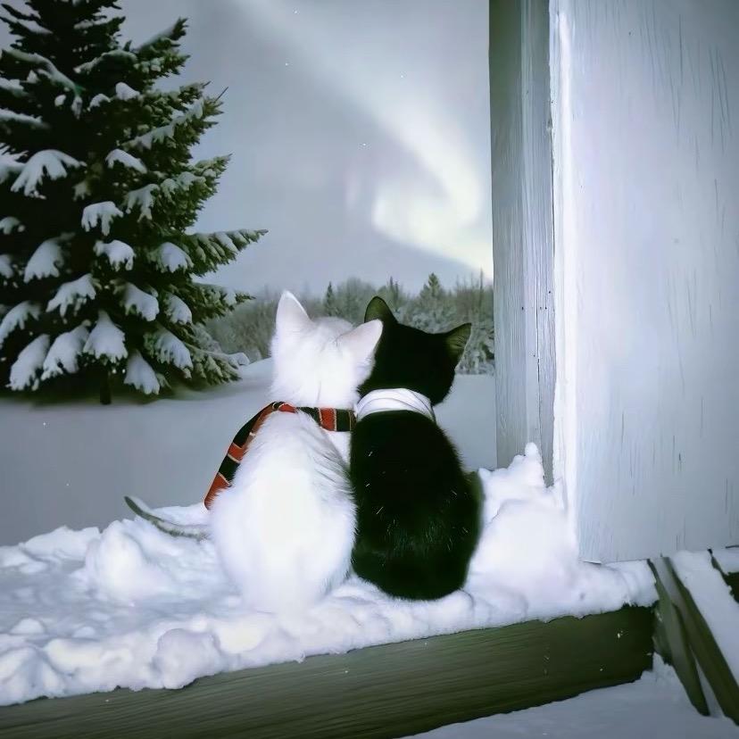 kiki大王❄️