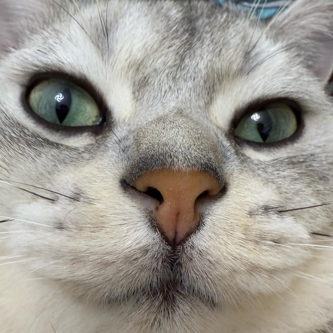 圭璋
