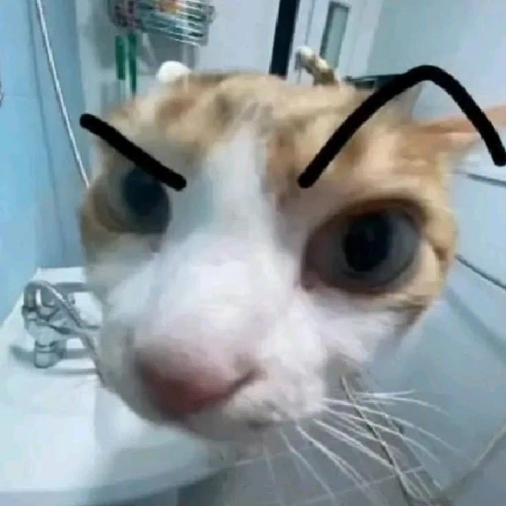 满池王八我壳最绿
