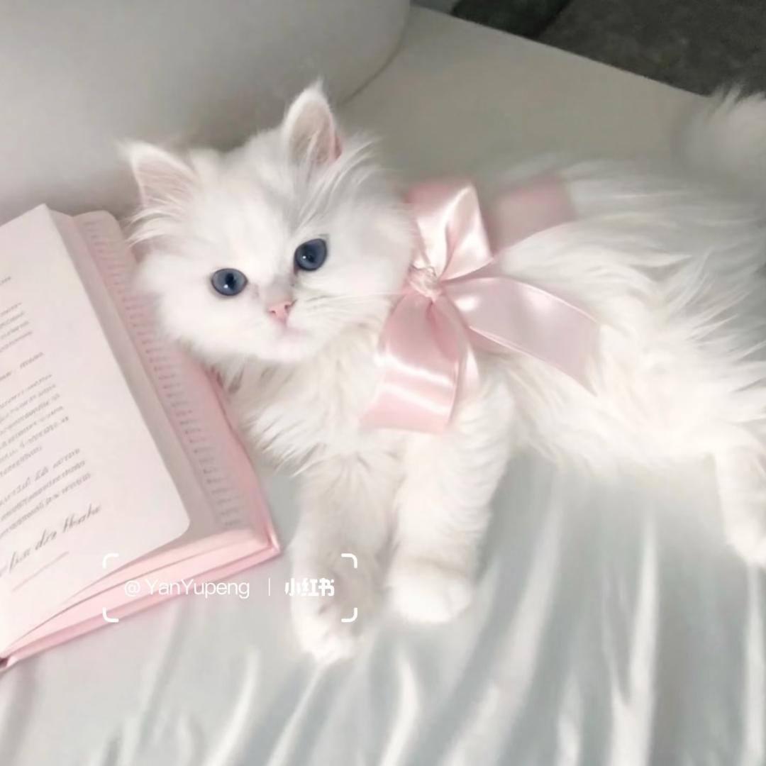 小美