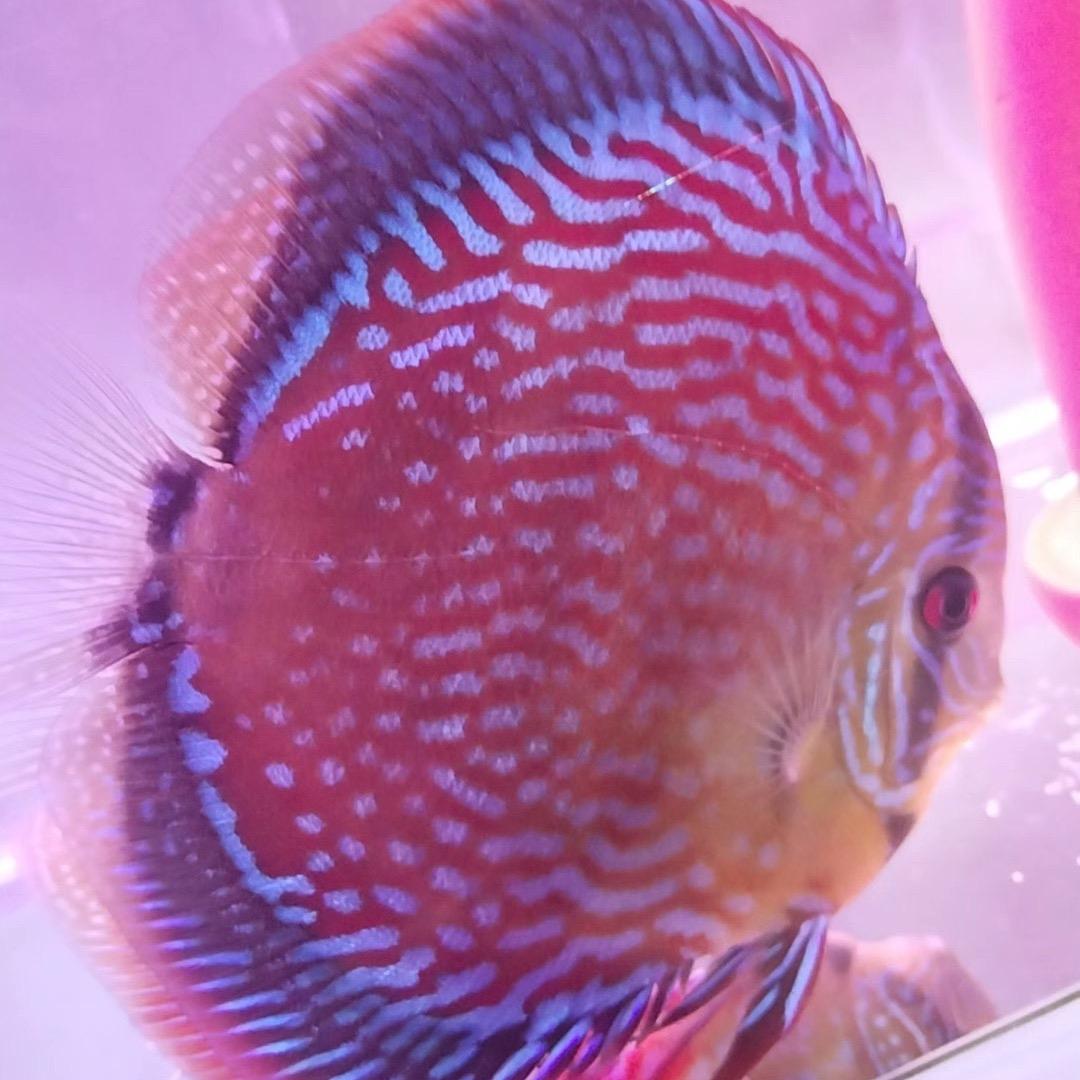 喜欢养鱼的阳阳阳阳