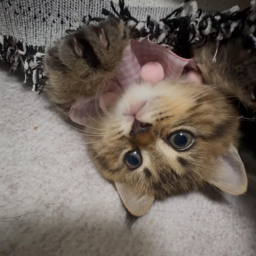 小老虎🐯