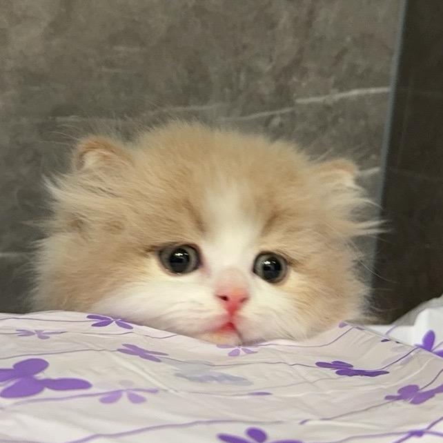 小狗是只喵