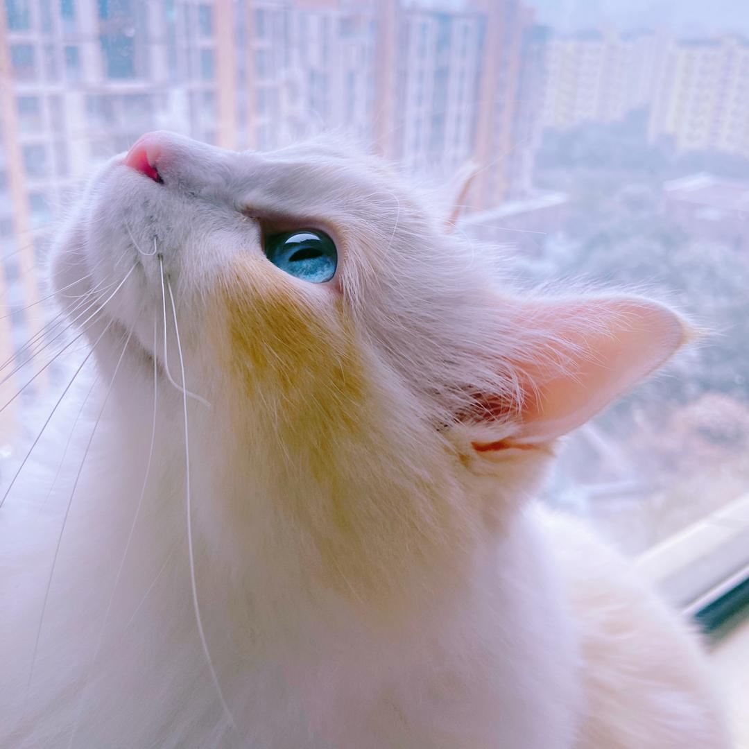 养只小花猫_🐾