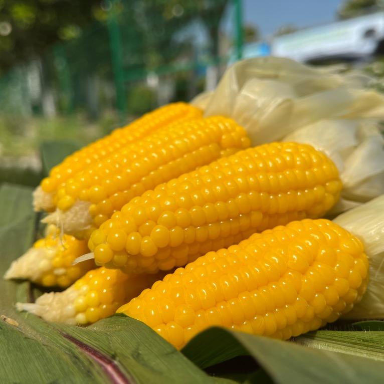 宋州农家好物分享