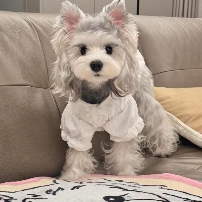 锁老板宠物优品