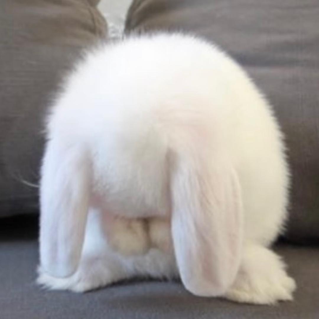 王林舍懿