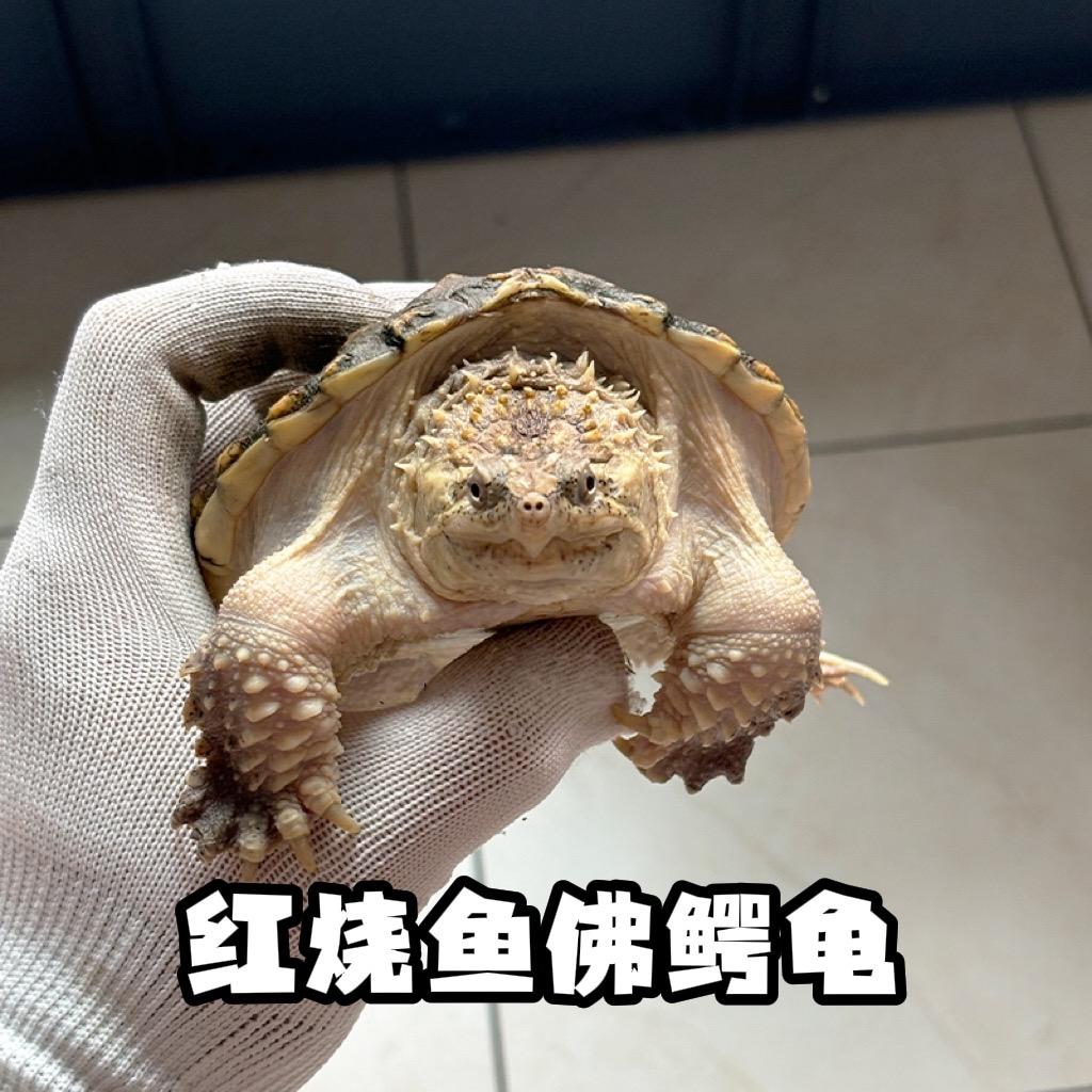 爱玩龟的红烧鱼（直播号3）