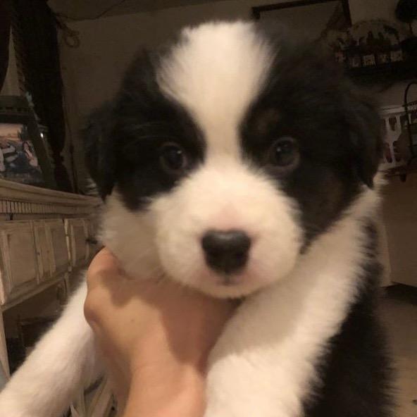 梦想是有一天可以环游世界