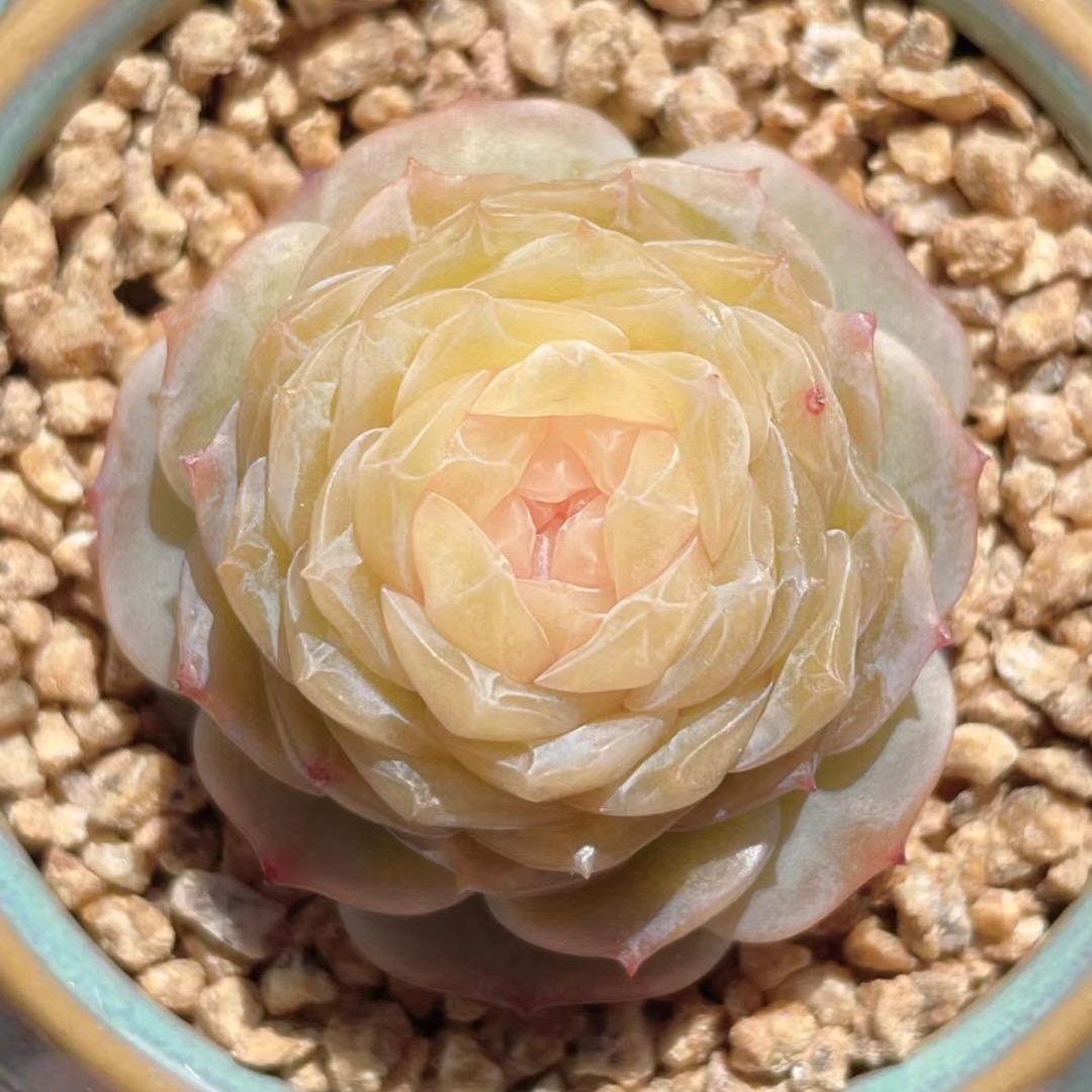 布丁花卉园艺