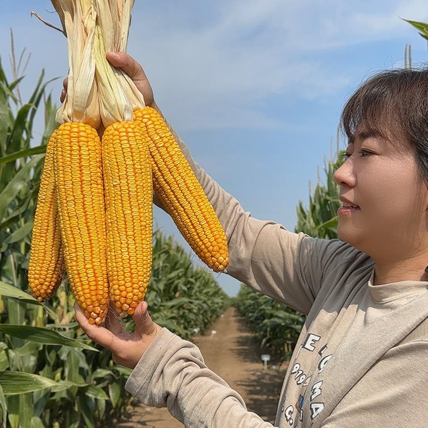 玉米🌽杨华
