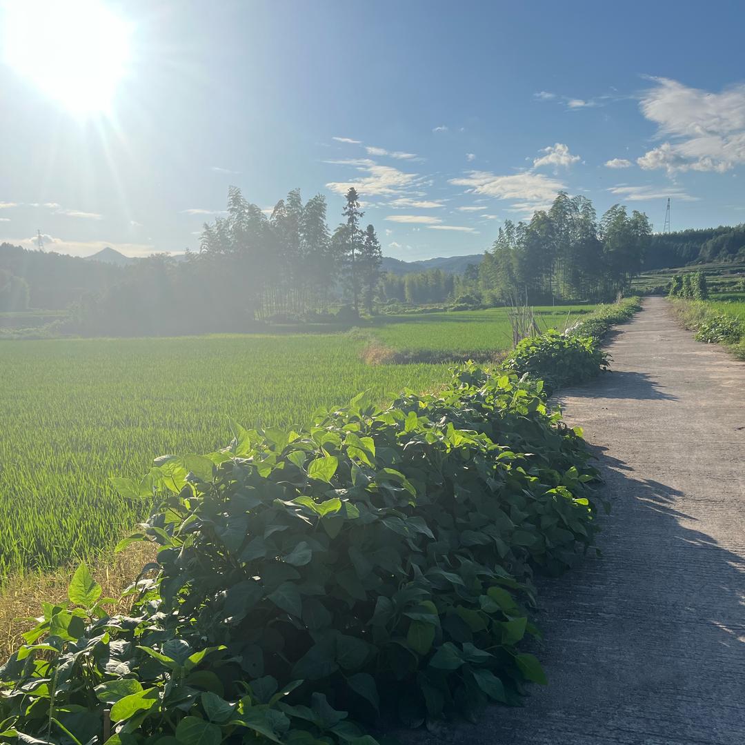 杉树儿🍃