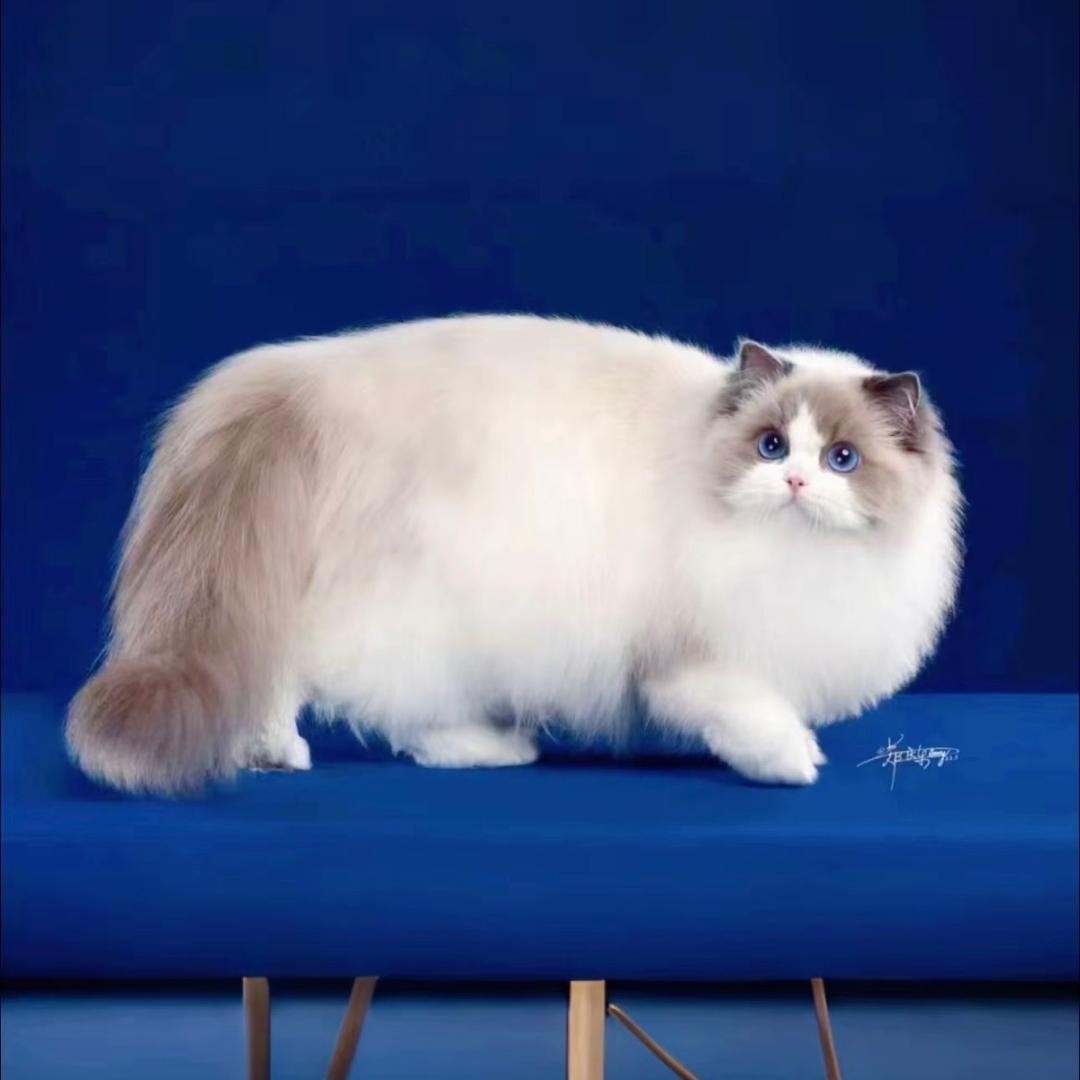 星星家布偶猫-直播号