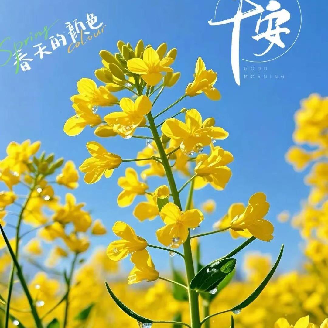 瑶瑶领先