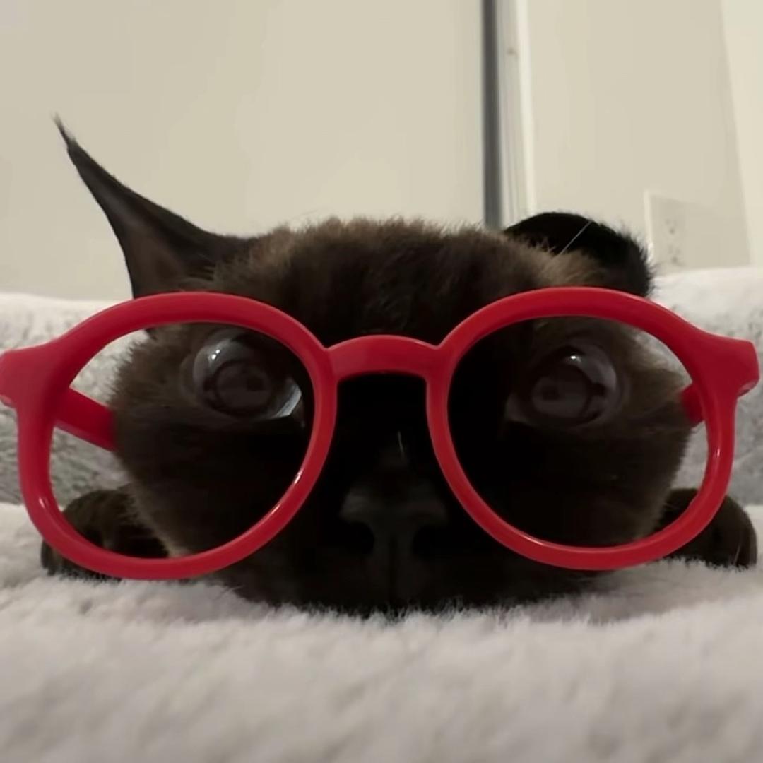 呵鹅何（腾讯枭起青热播版