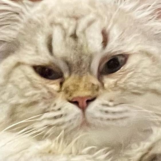 popopopo子