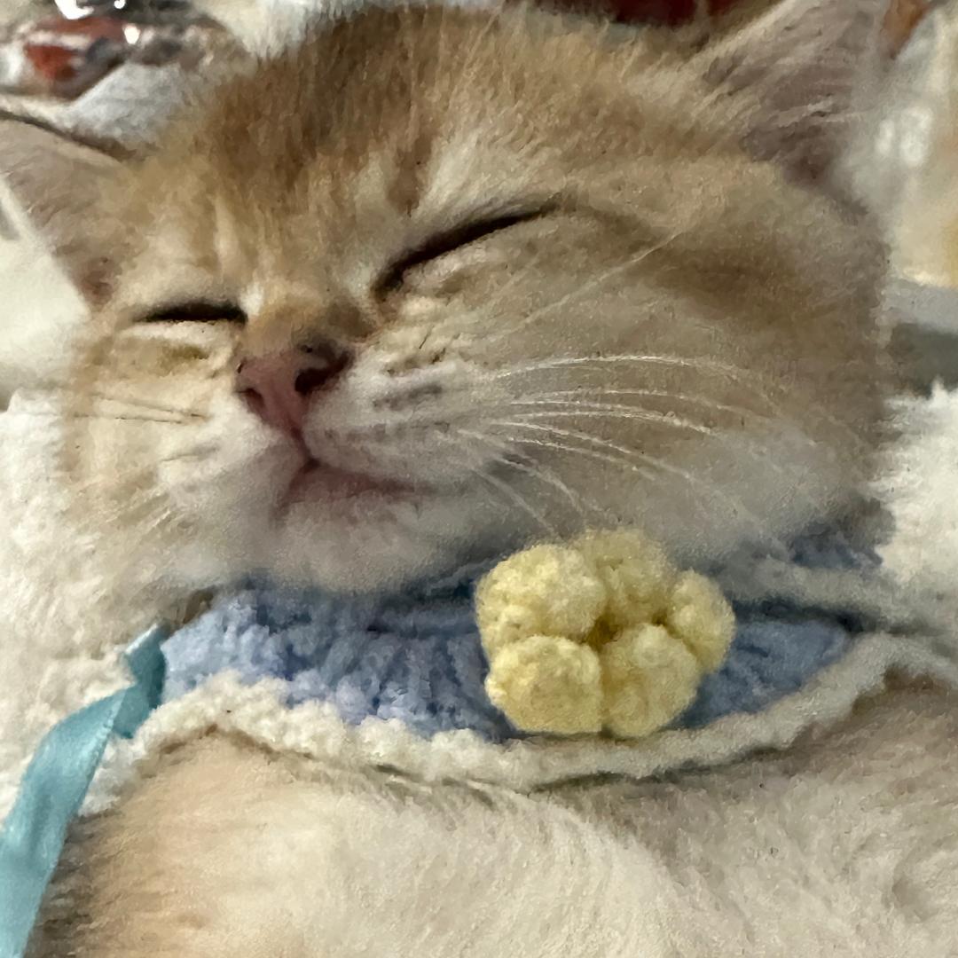 团团的铲屎官日记