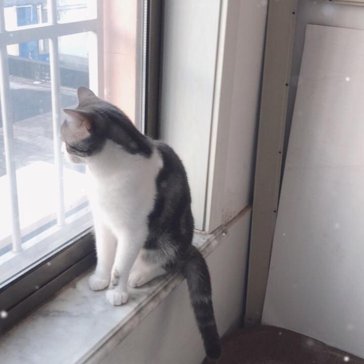黑猫丶（命运方舟）