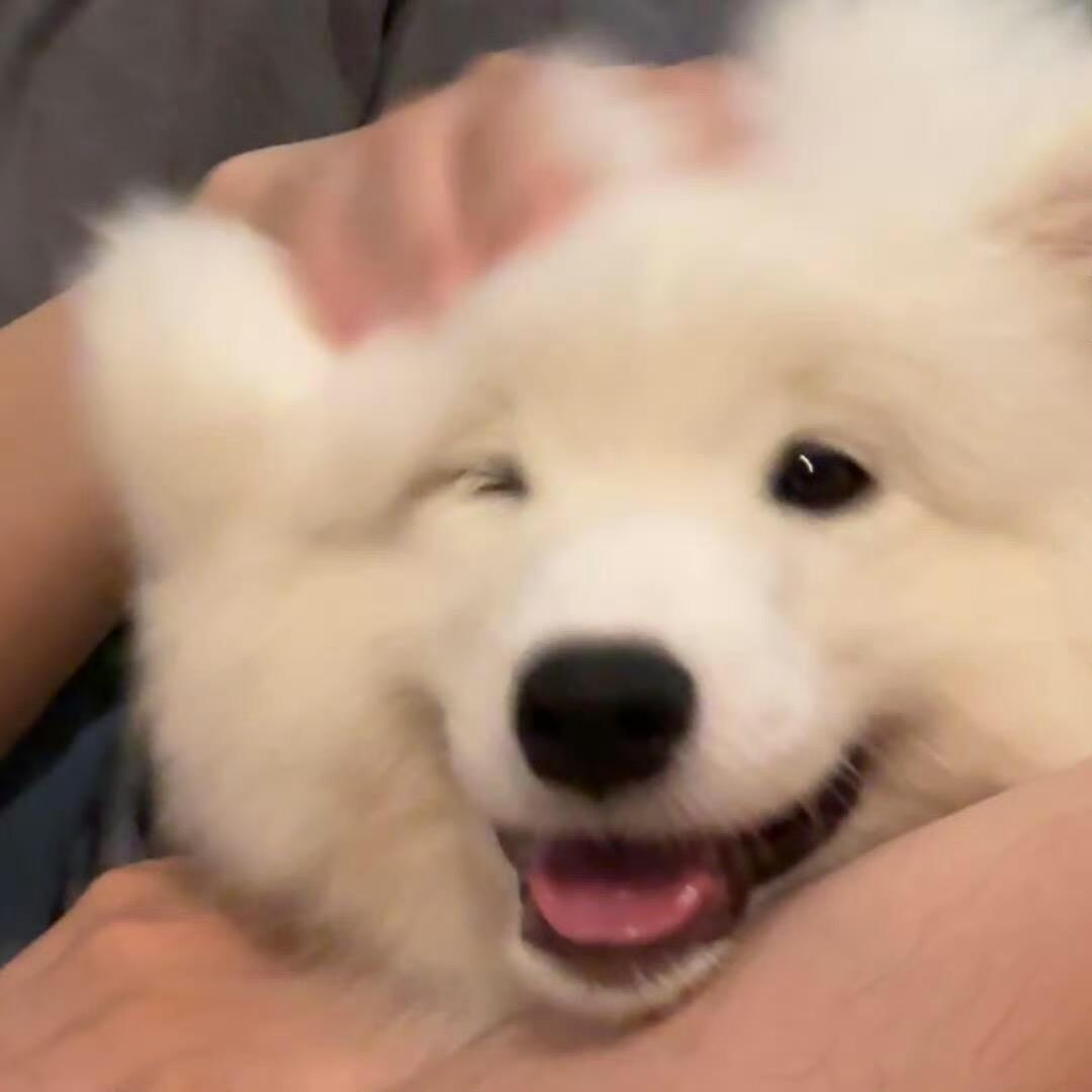 噼里啪啦砰