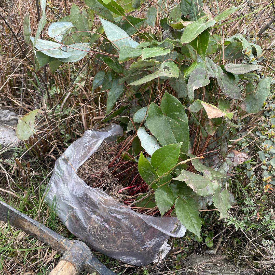 不倒翁先生修斑鸠