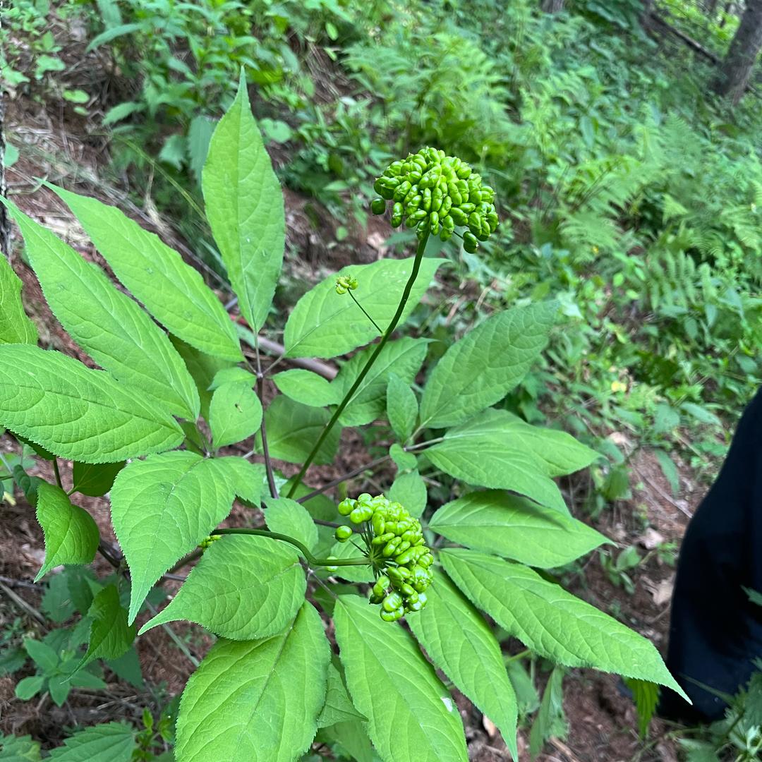 长白山野生山货