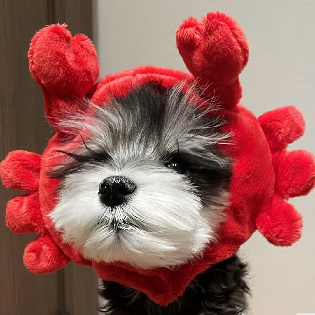 哈哈是只雪纳瑞