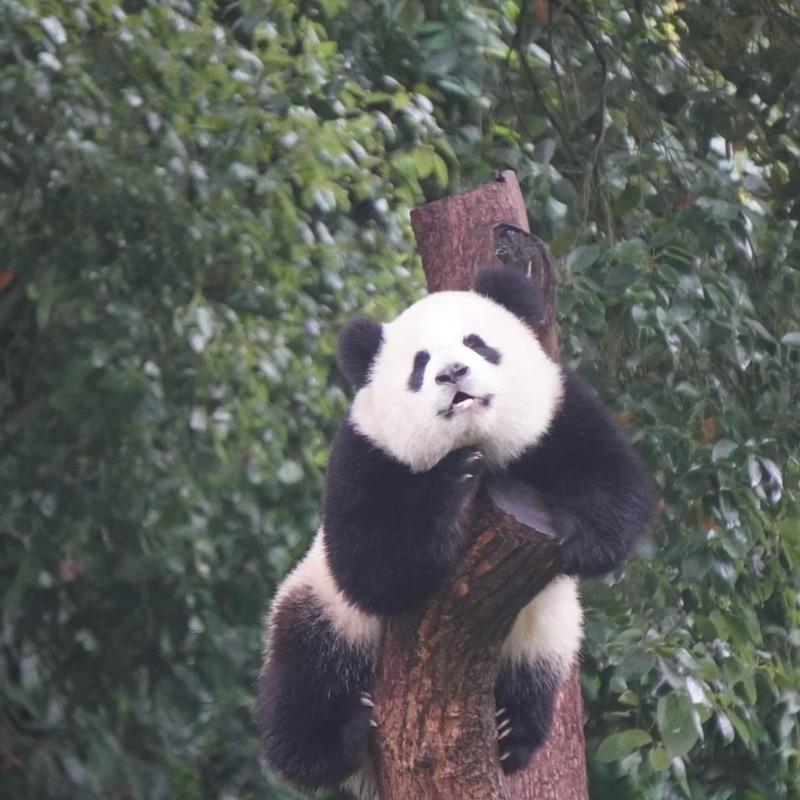 喵听见
