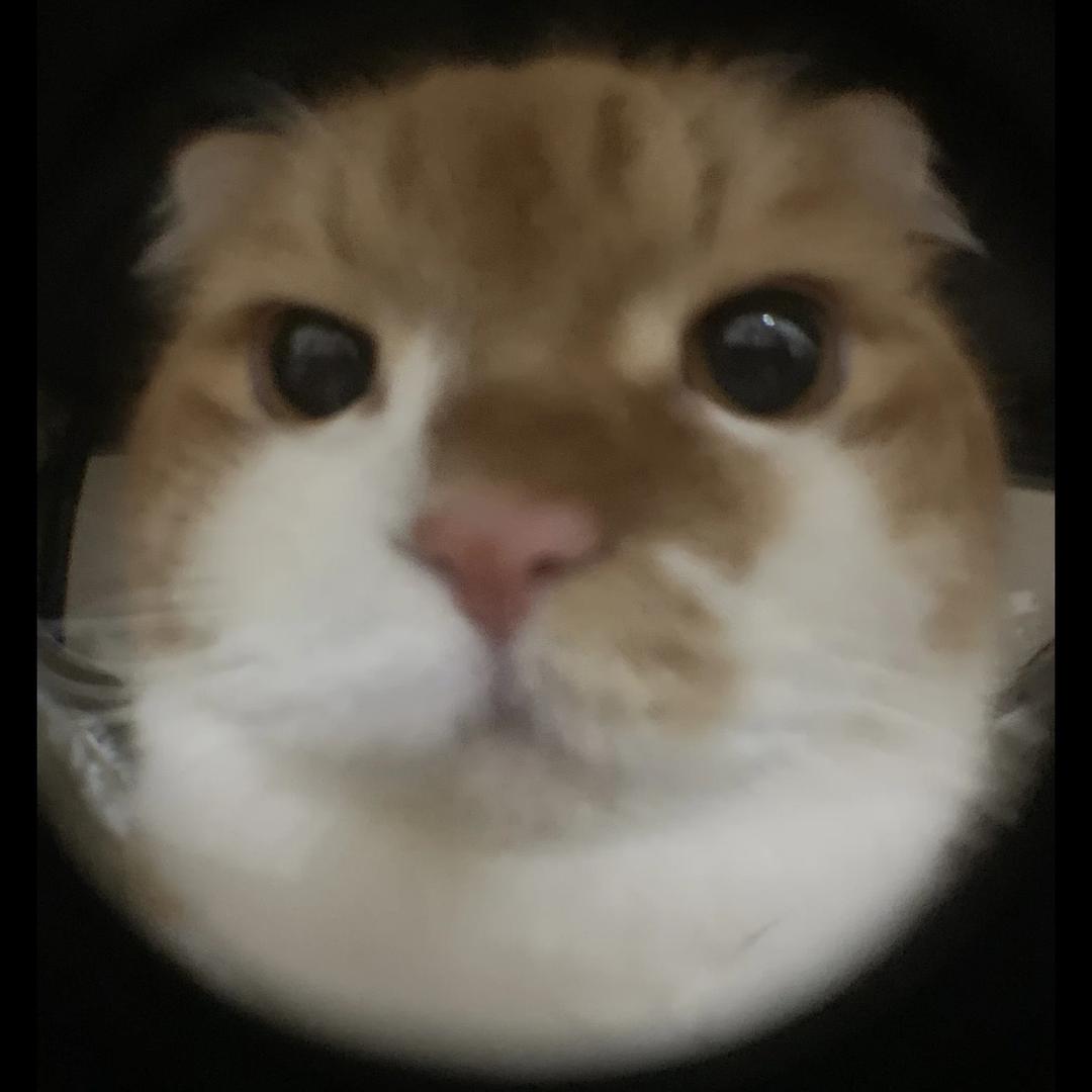 卷卷喵