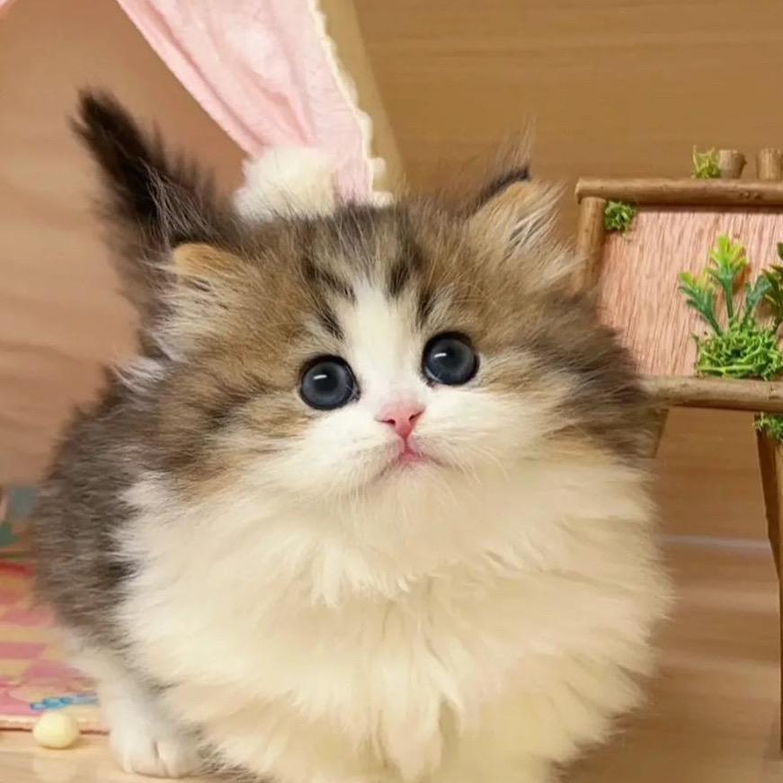 上海东方有宠