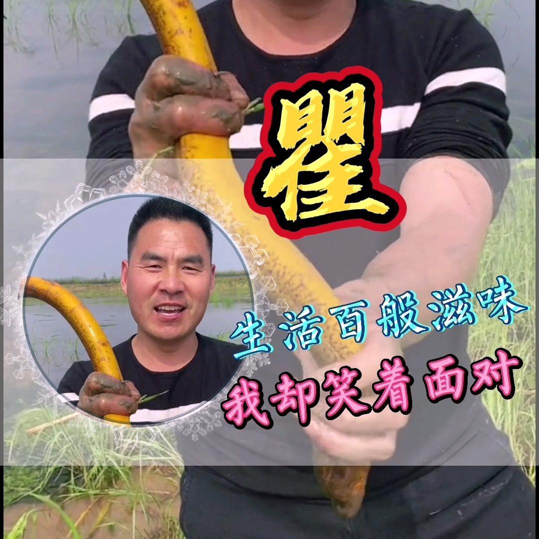 鳝精（小号）