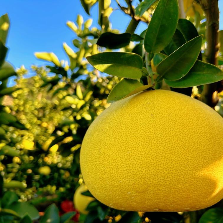 玉环陈爸爸文旦果园