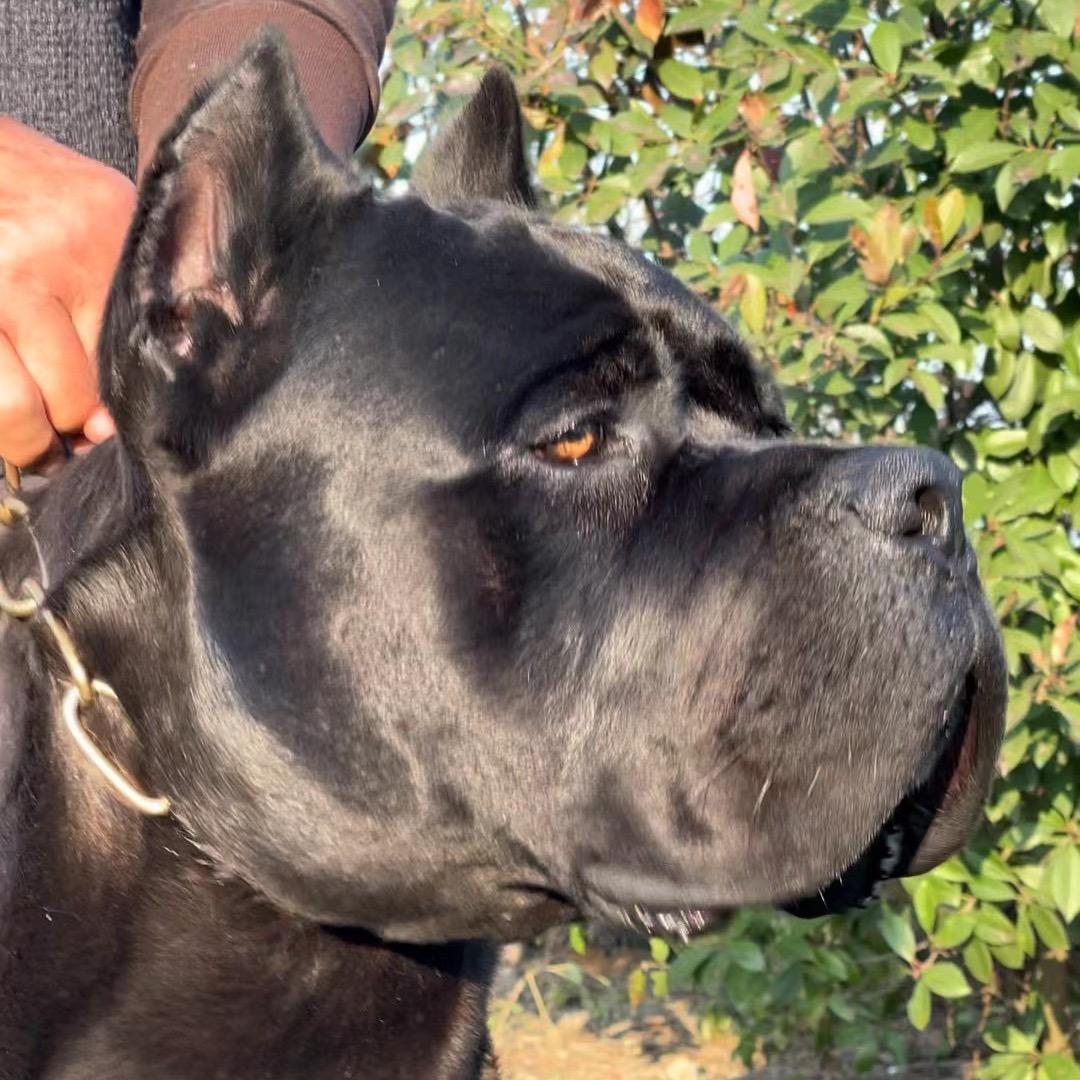 云南赛虎卡斯罗犬舍