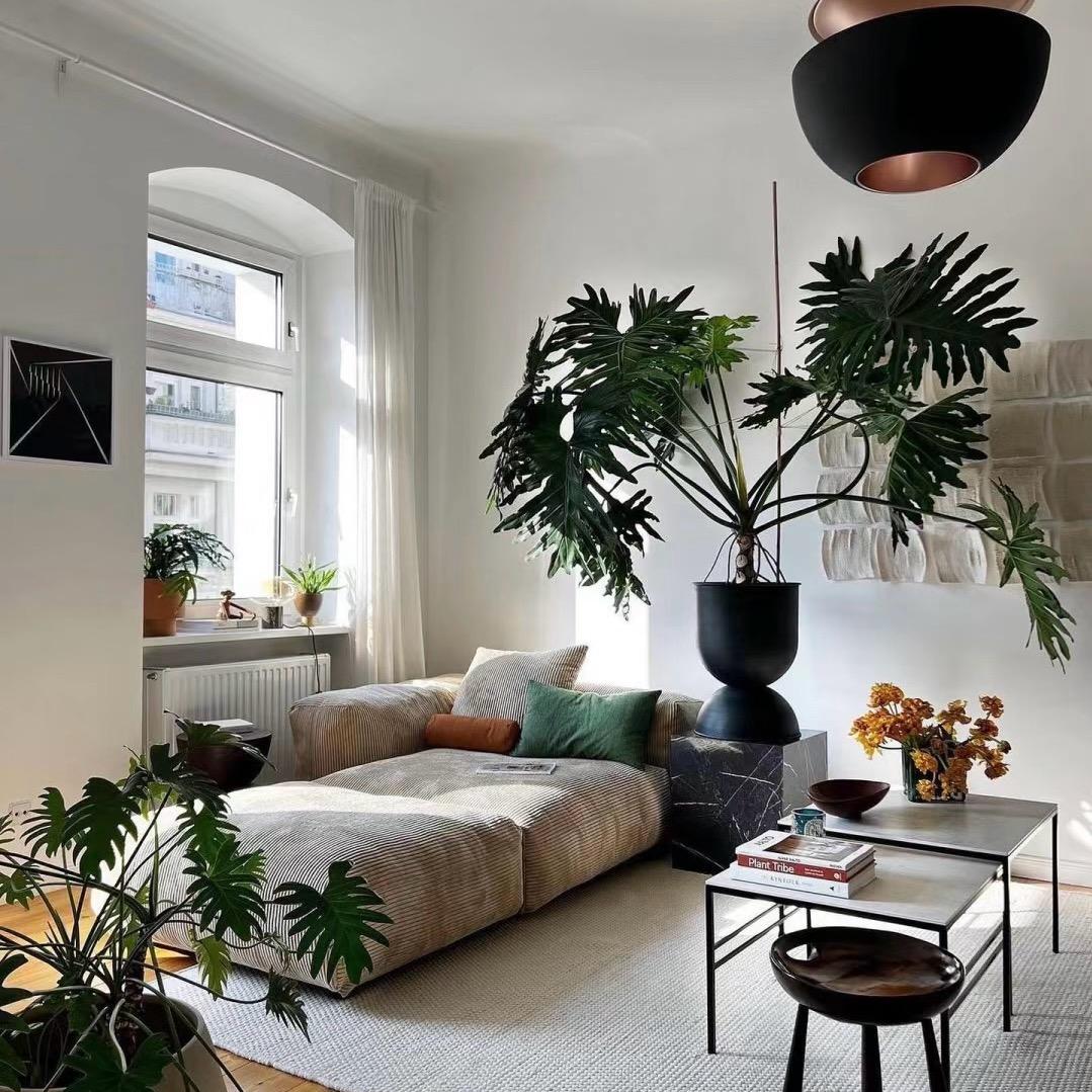 挚简绿植家居软装