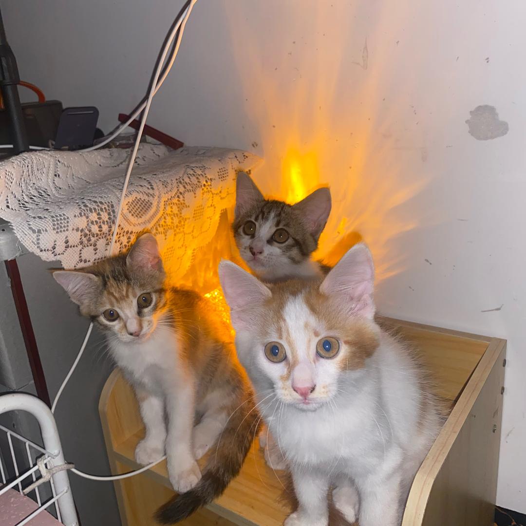 武大娘的五条猫