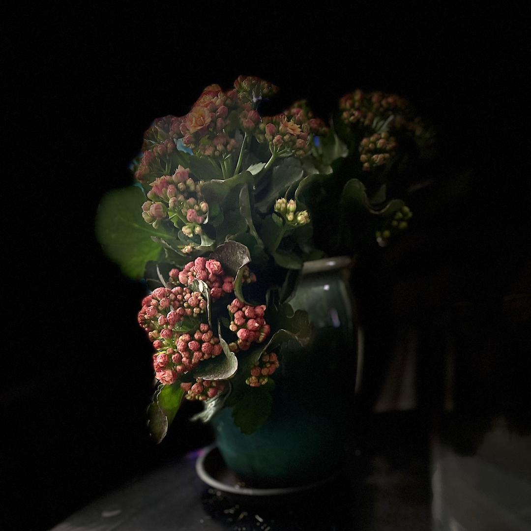 卉士园艺小课堂