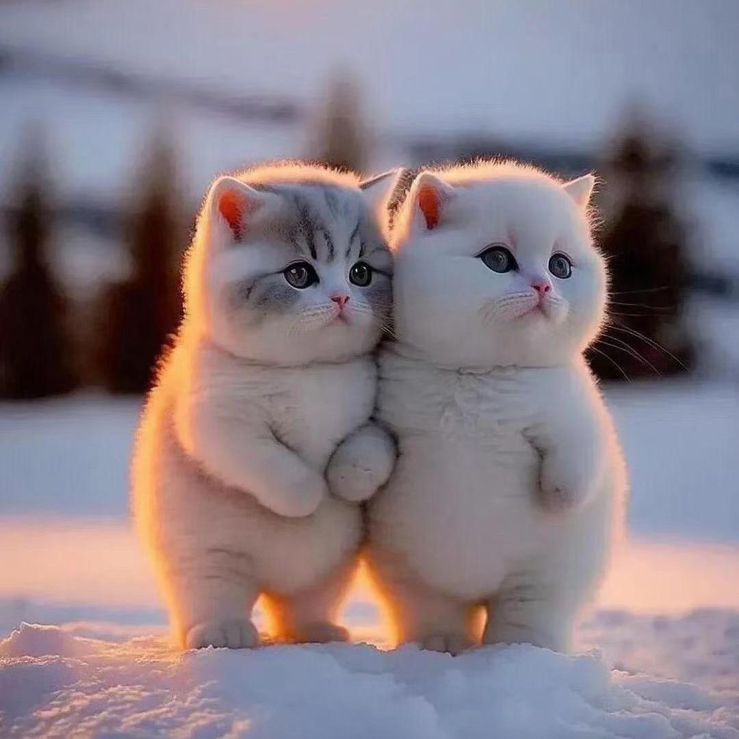 小趴菜～～～～