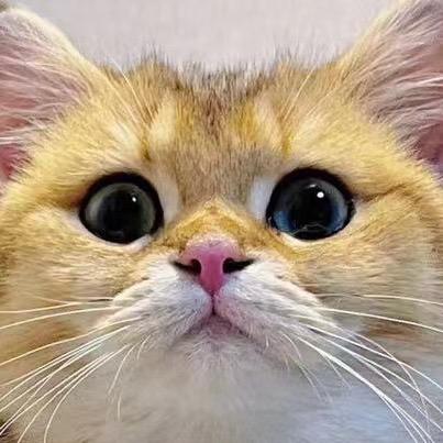 海边的森狗大王