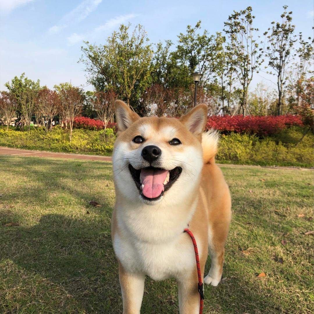 聪聪家的柴犬二号店