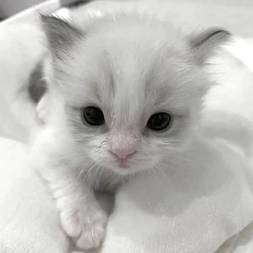 ⁺✞ʚ希露妲重度依赖ɞ✟₊